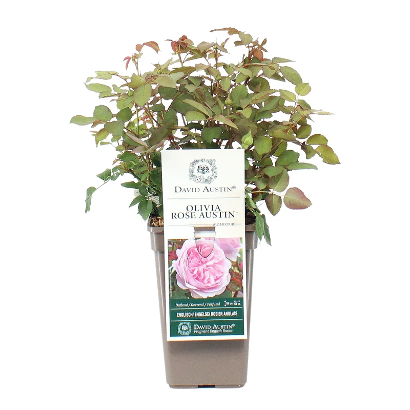 David Austin-Rose 'Olivia Rose Austin®'