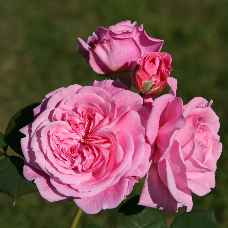 Parfuma® Beetrose 'Rosengräfin Marie Henriette®'