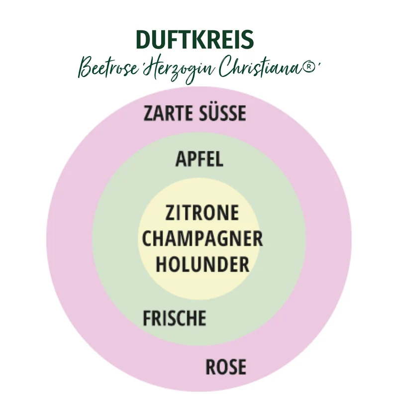 Parfuma® Beetrose 'Herzogin Christiana®'