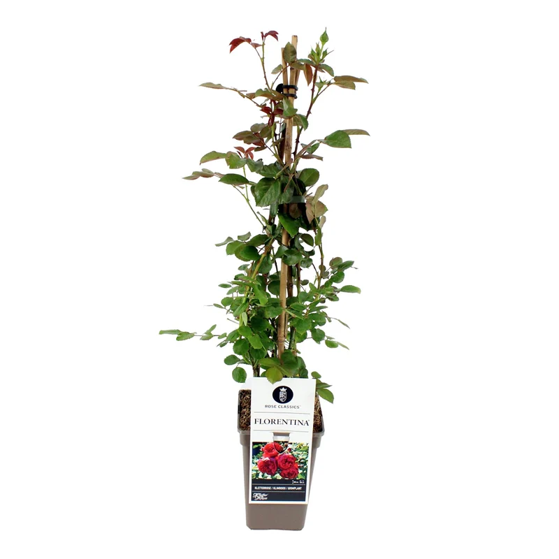 Kletterrose 'Florentina®'