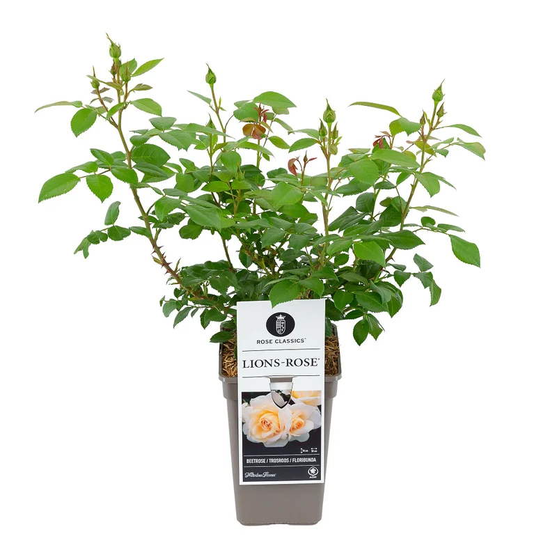 Beetrose 'Lions-Rose®'