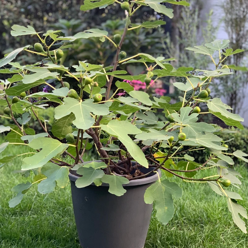 Feigenbaum 'Firoma®'