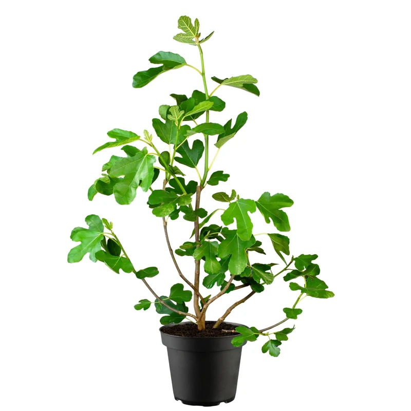 Feigenbaum 'Firoma®'