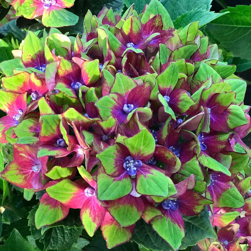 Bauernhortensie 'Schloss Wackerbarth®'