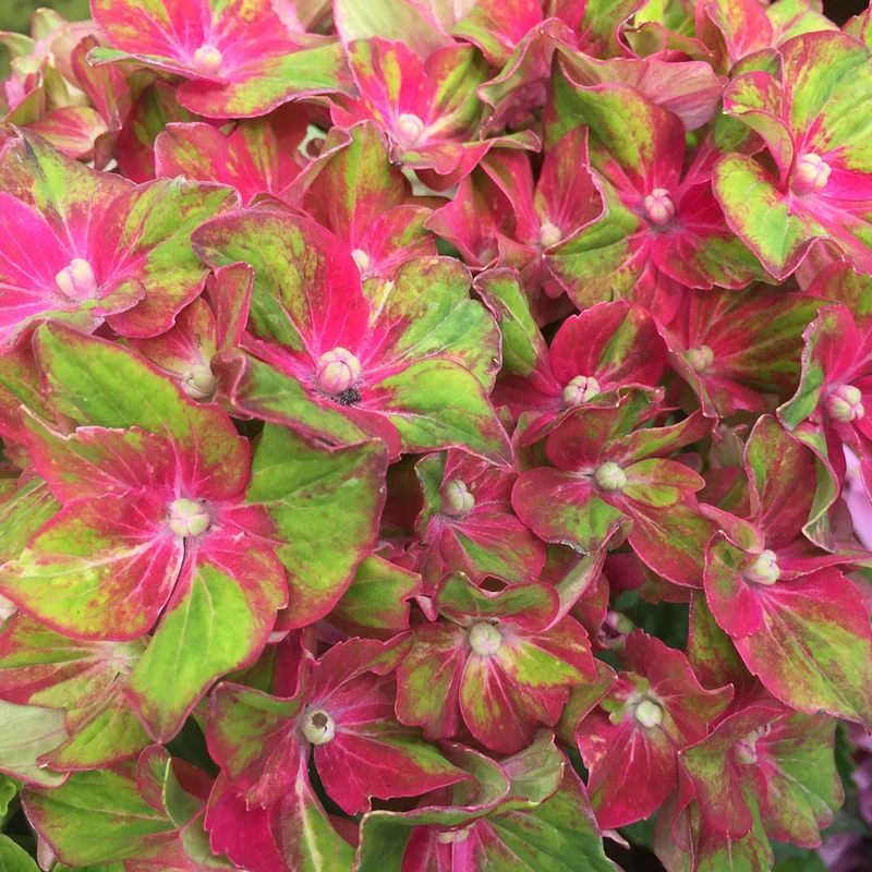 Bauernhortensie 'Schloss Wackerbarth®'