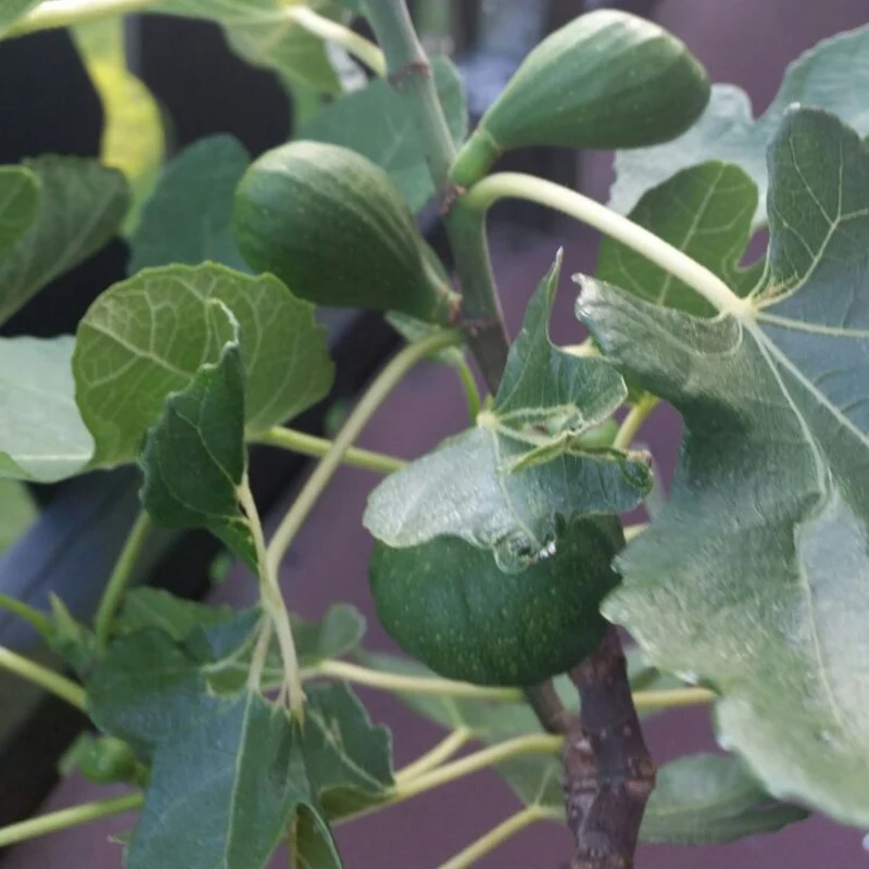 Feigenbaum 'Brown Turkey'