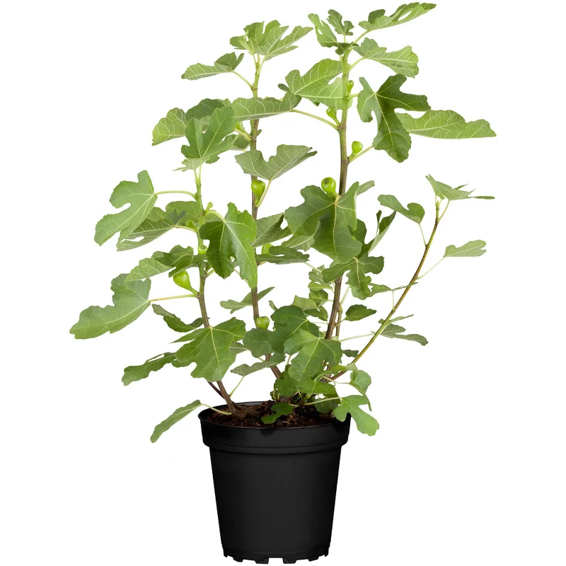 Feigenbaum 'Brown Turkey'