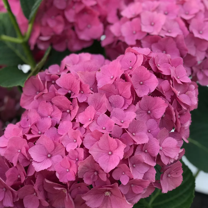 Bauernhortensie 'Early Seduction®'