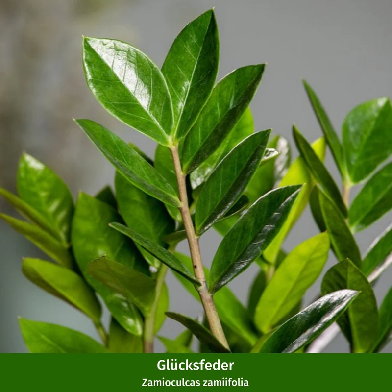 Zimmerpflanzen-Set "Robustes Glücksfeder-Duo"