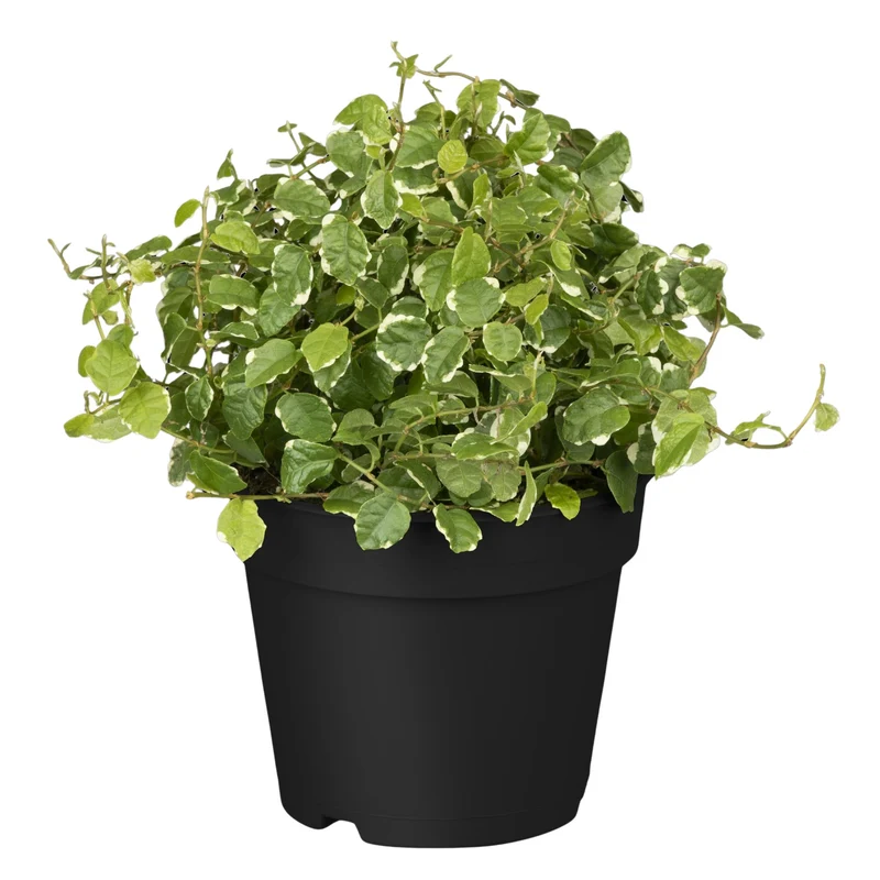 Kletterfeige 'White Sunny'