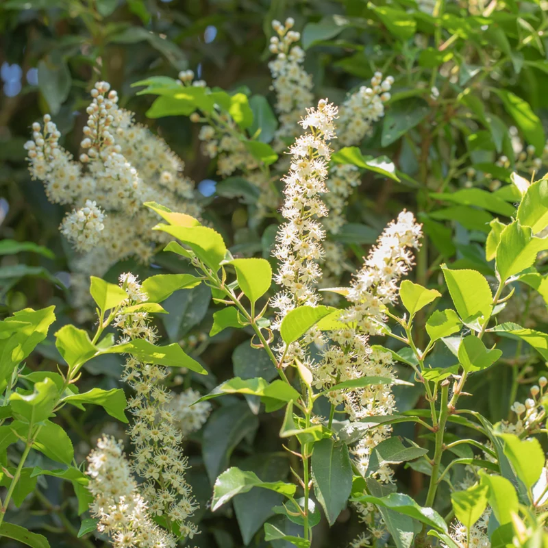 Portugiesischer Kirschlorbeer 'Angustifolia', ca. 25 - 30 cm, 2 m Hecke