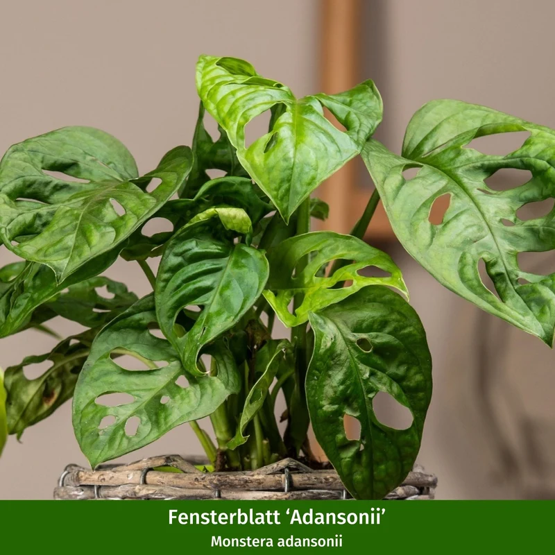 Zimmerpflanzen-Set "Harmonische Trendsetter"