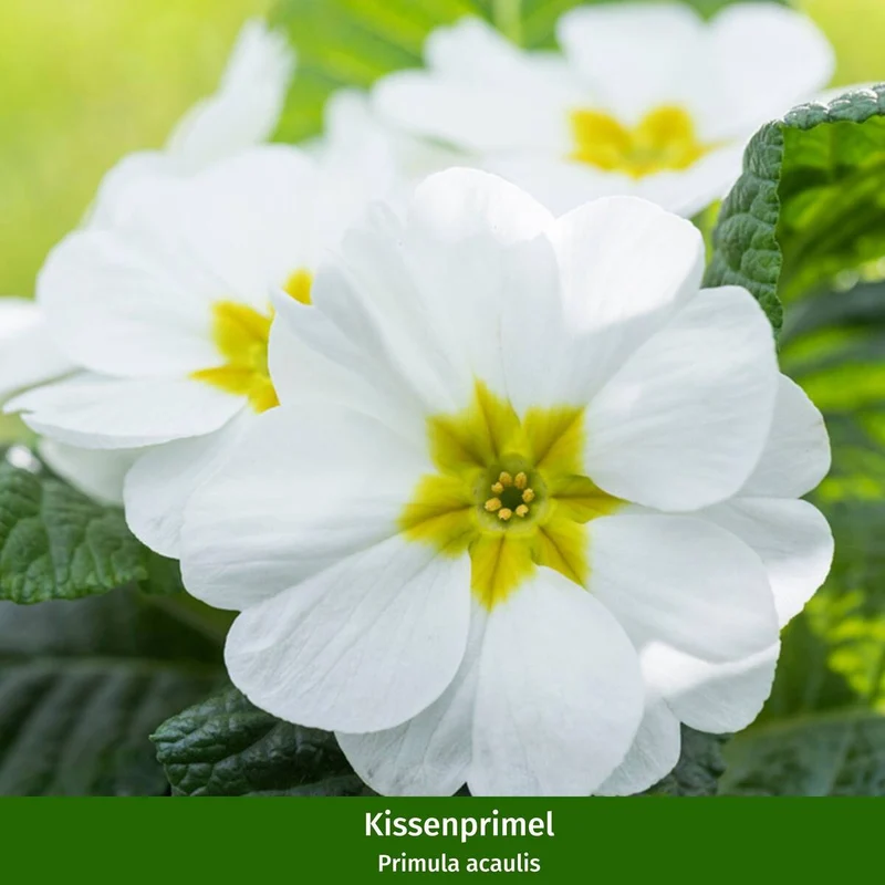 Balkonblumen "Charmanter Frühlingsgarten"