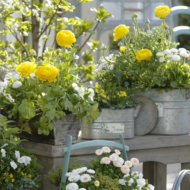 Balkonblumen "Reichblühender Frühlingsgruß"