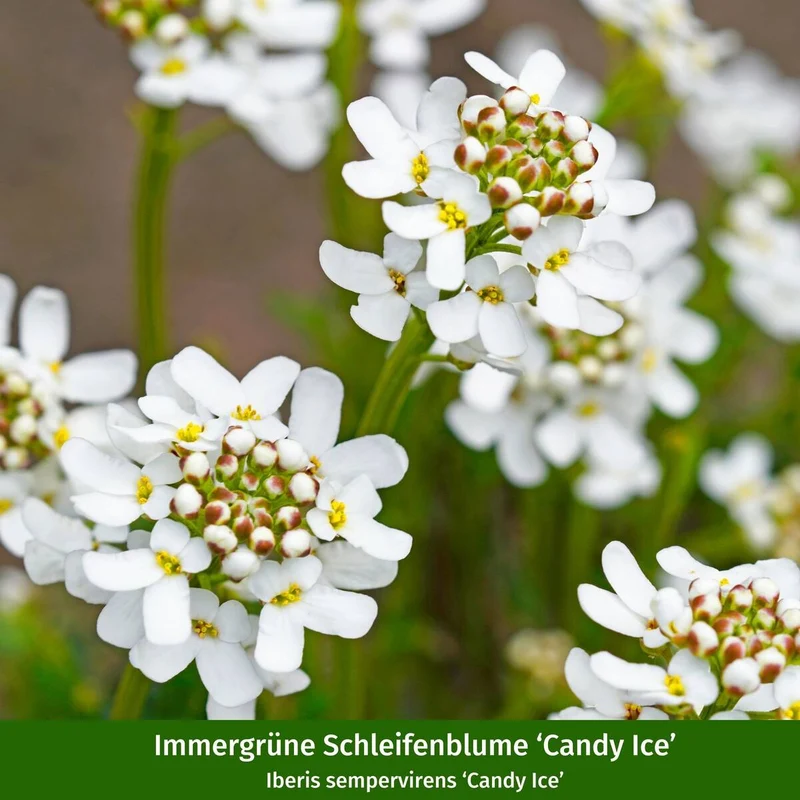 Balkonblumen "Frühlings-Flirt"