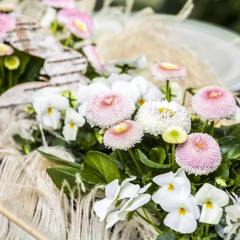 Balkonblumen "Zarte Frühblüher"