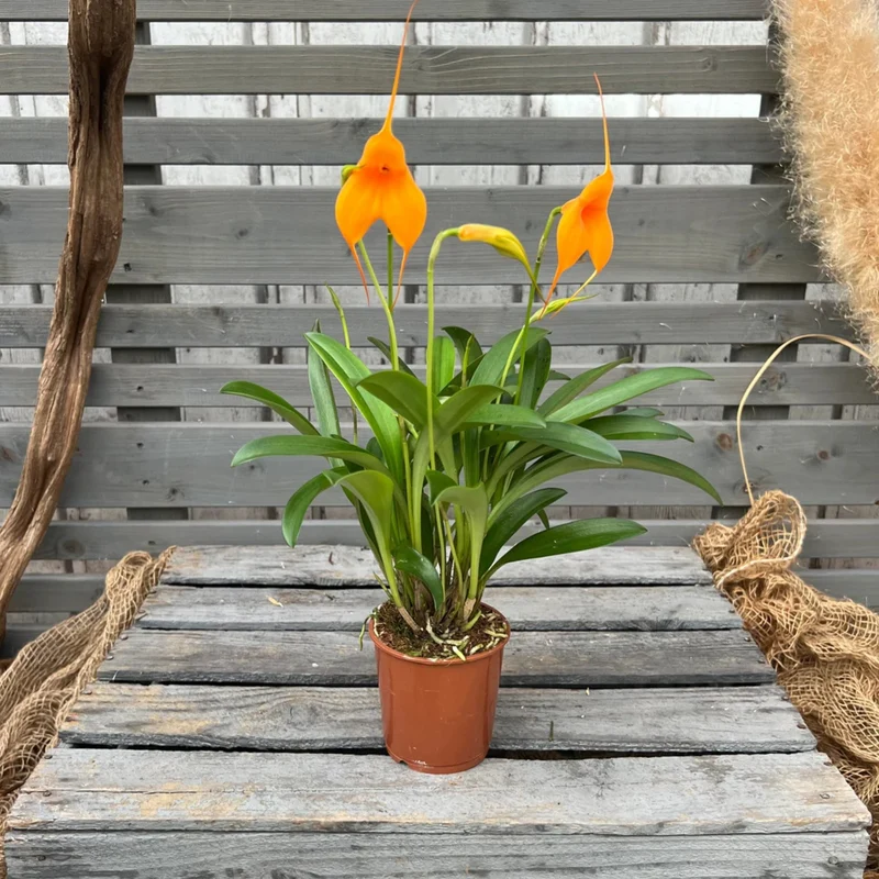 Orchidee 'BellaVallia'