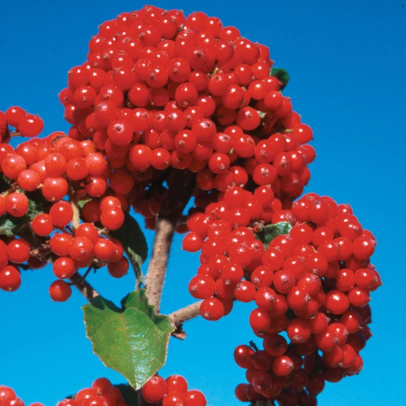 Japanischer Schneeball 'Cardinal Candy®'