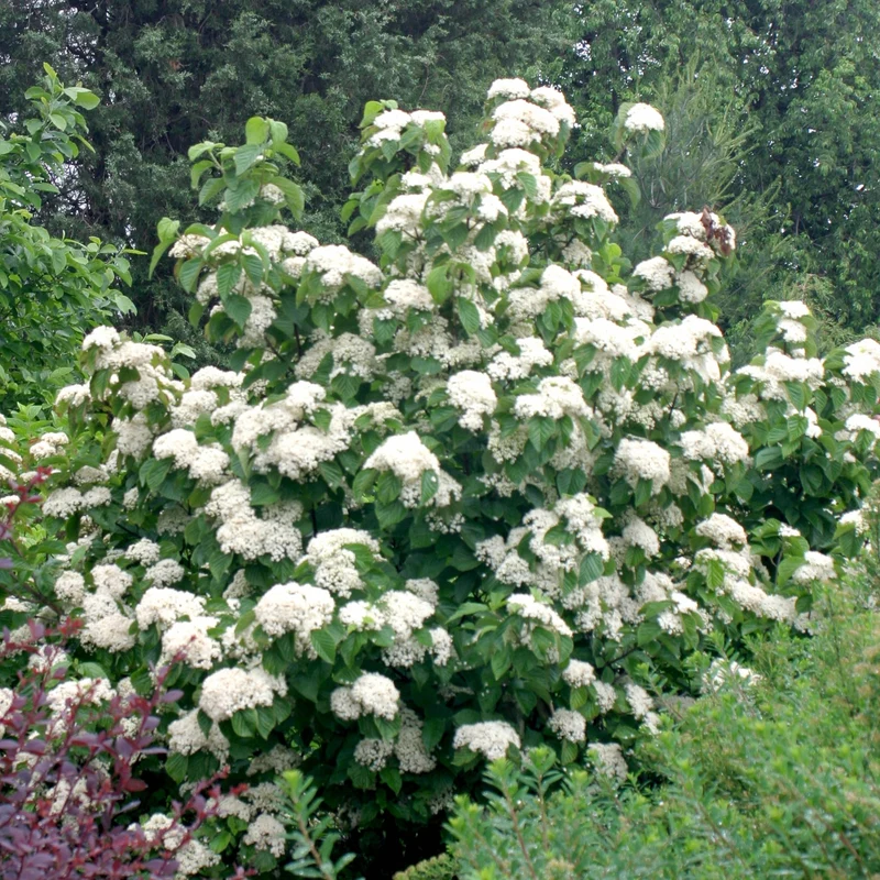 Japanischer Schneeball 'Cardinal Candy®'