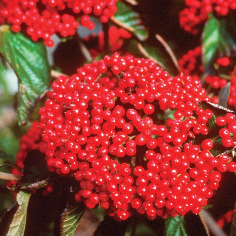 Japanischer Schneeball 'Cardinal Candy®'