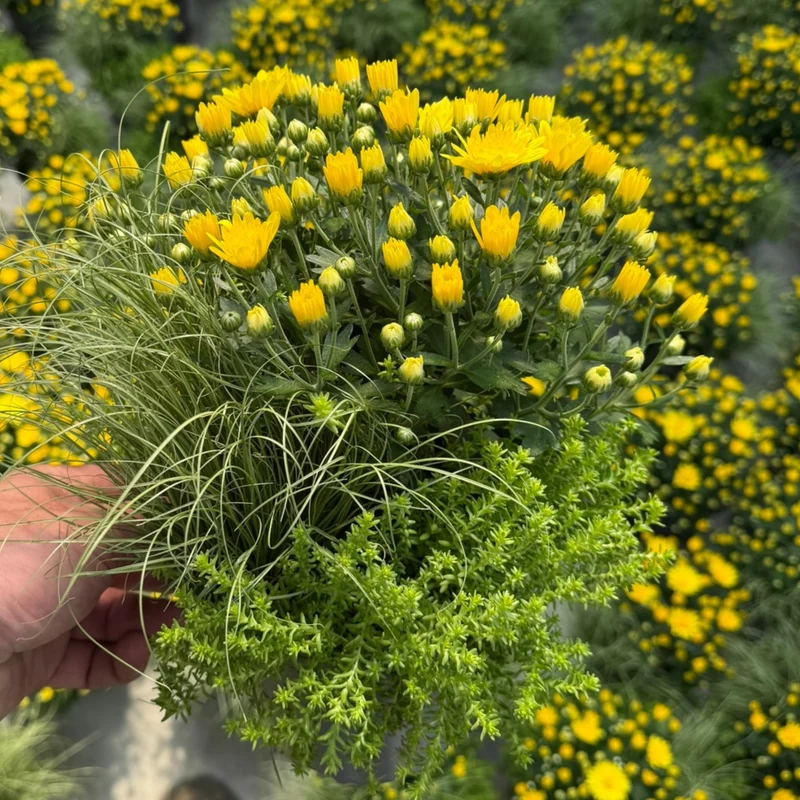 Balkonblumen "Gelber Herbstmix"
