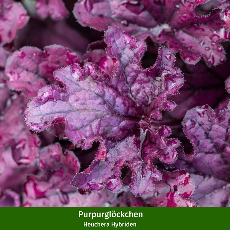 Balkonblumen "Pinkes Farbenspiel im Herbst"