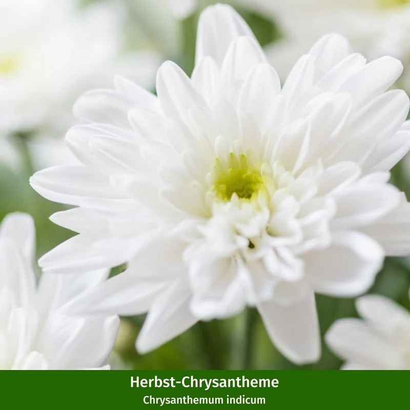 Balkonblumen "Weißer Herbstzauber"