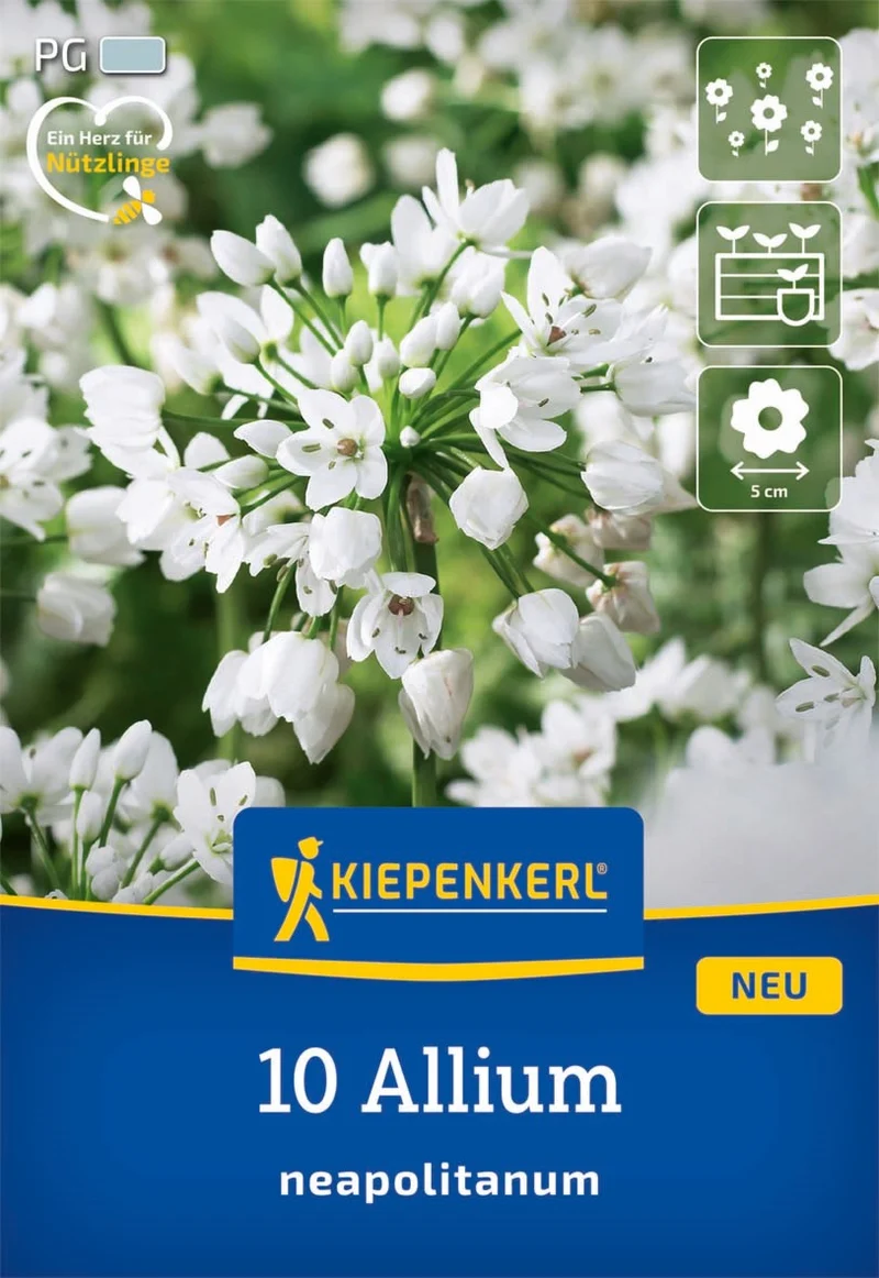 Kiepenkerl Weißer Zierlauch