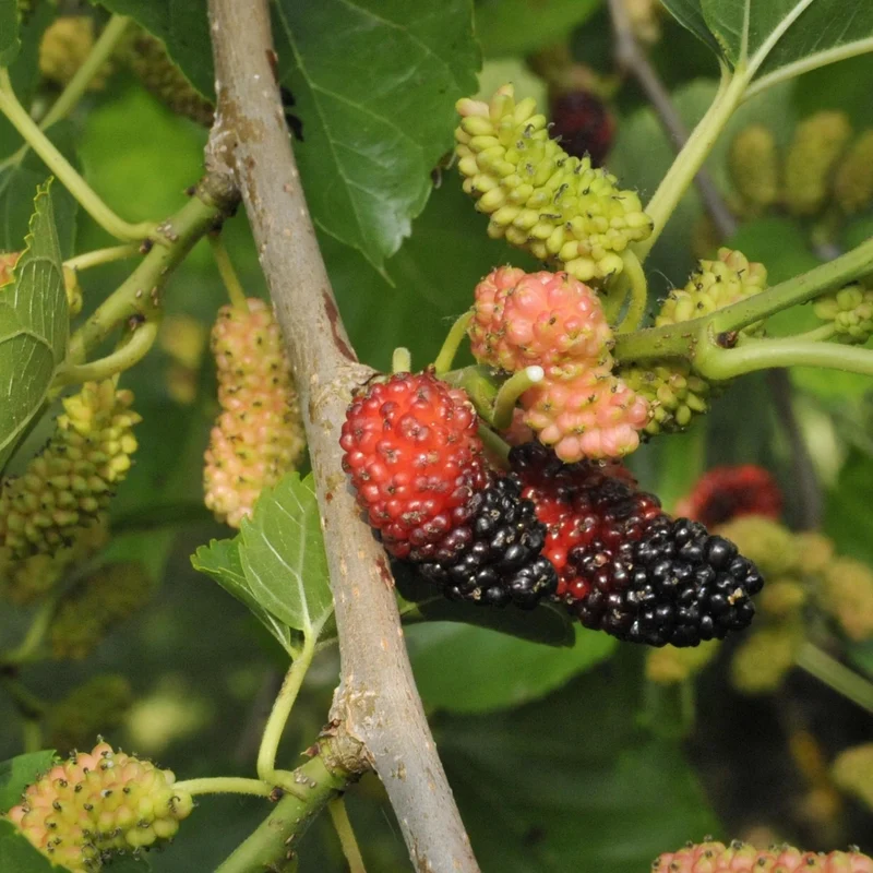 Schwarze Maulbeere