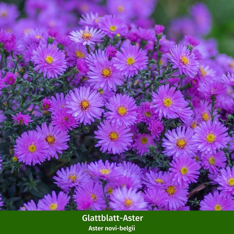 Balkonblumen "Farbenfroher Herbst"