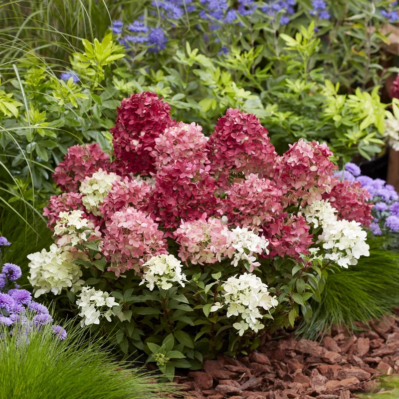 Rispenhortensie 'Groundbreaker®' Ruby™