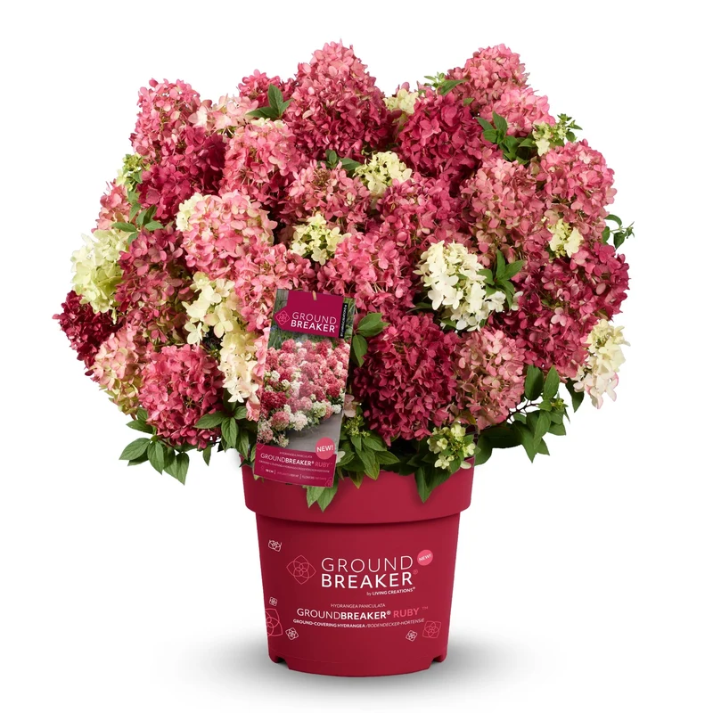 Rispenhortensie 'Groundbreaker®' Ruby™