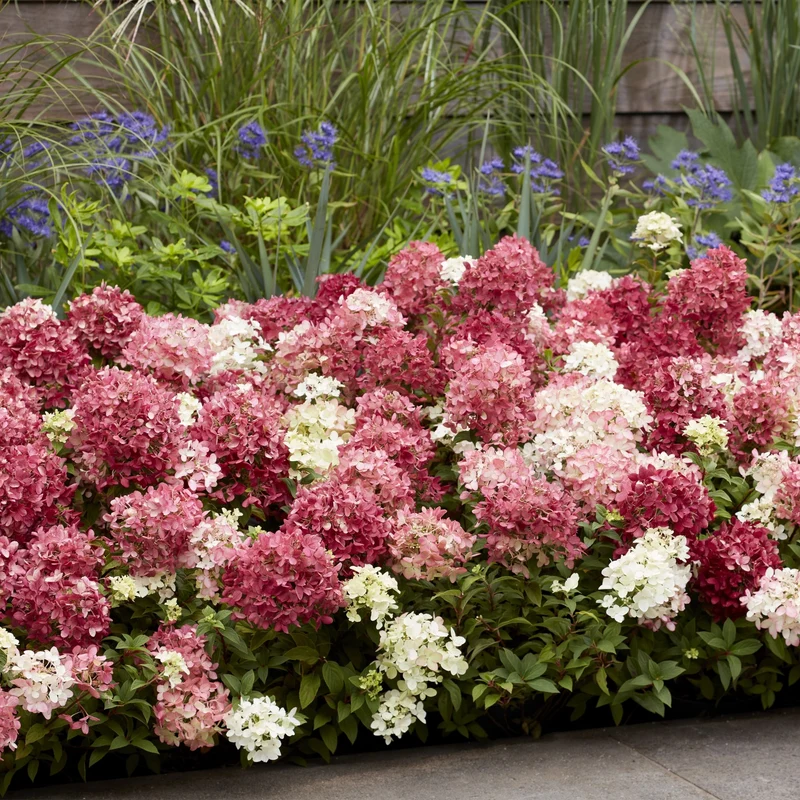 Rispenhortensie 'Groundbreaker®' Ruby™