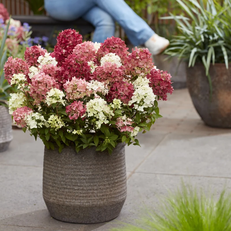Rispenhortensie 'Groundbreaker®' Ruby™