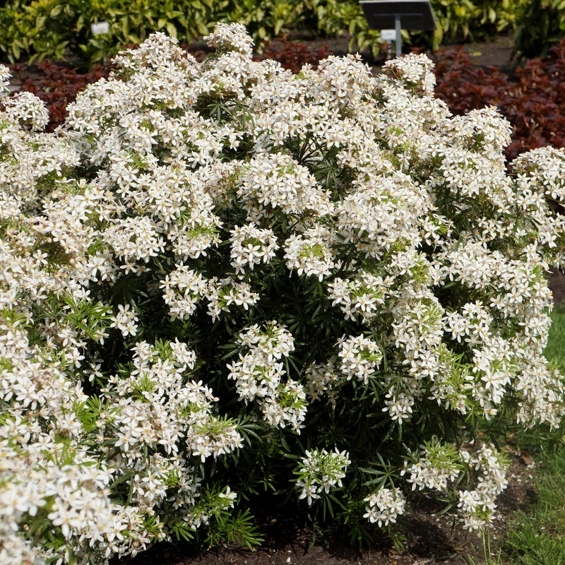Orangenblume 'White Dazzler®'
