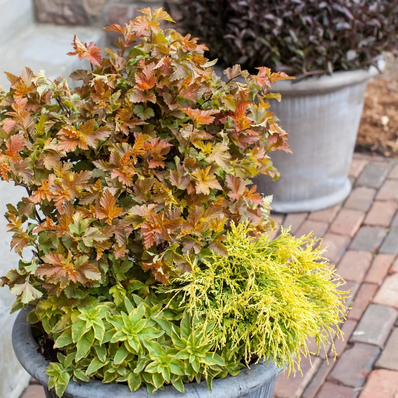 Blasenspiere 'Amber Jubilee®'