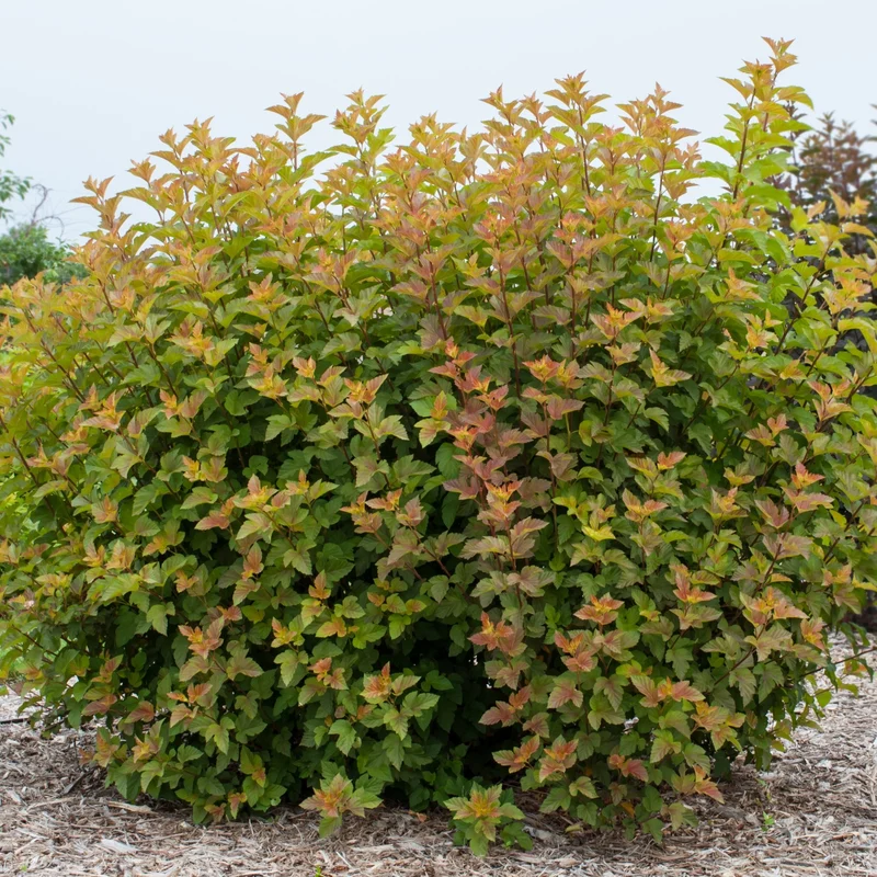 Blasenspiere 'Amber Jubilee®'