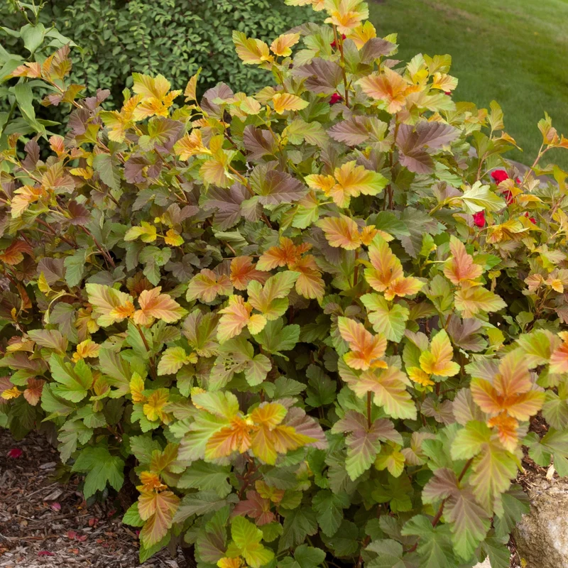 Blasenspiere 'Amber Jubilee®'