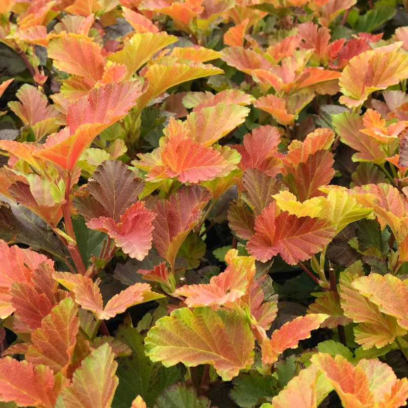Blasenspiere 'Amber Jubilee®'