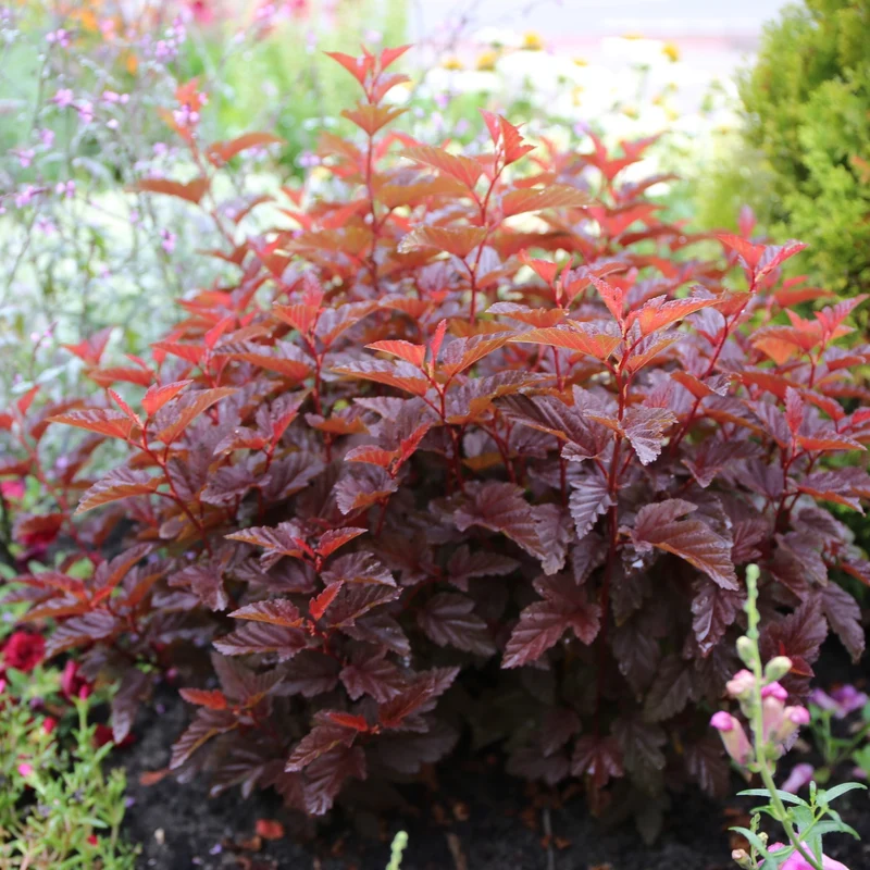 Blasenspiere 'Little Angel®'