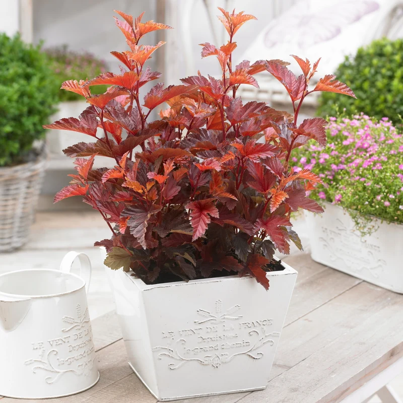 Blasenspiere 'Little Angel®'