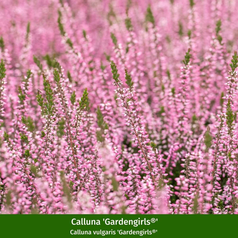 Besenheide-Set 'Gardengirls®'
