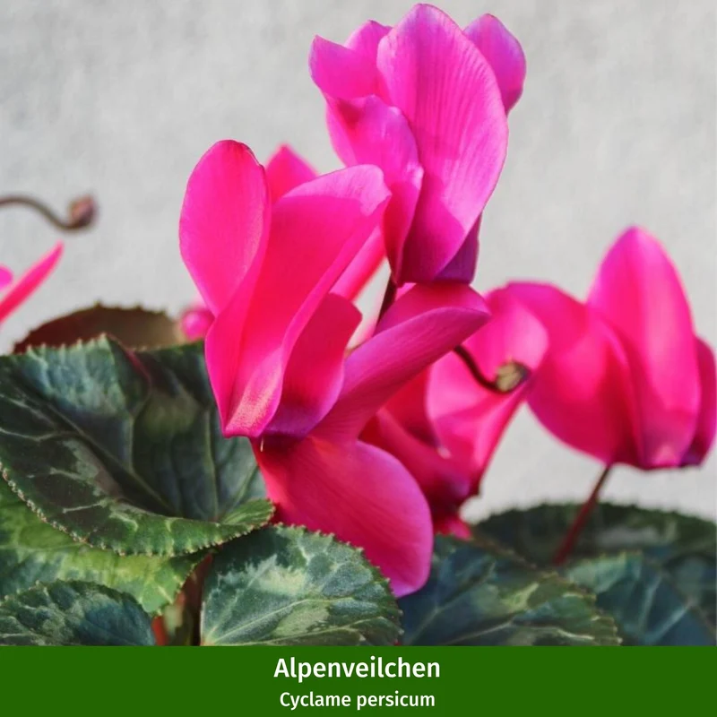 Grabbepflanzung "Rötlicher Herbst"