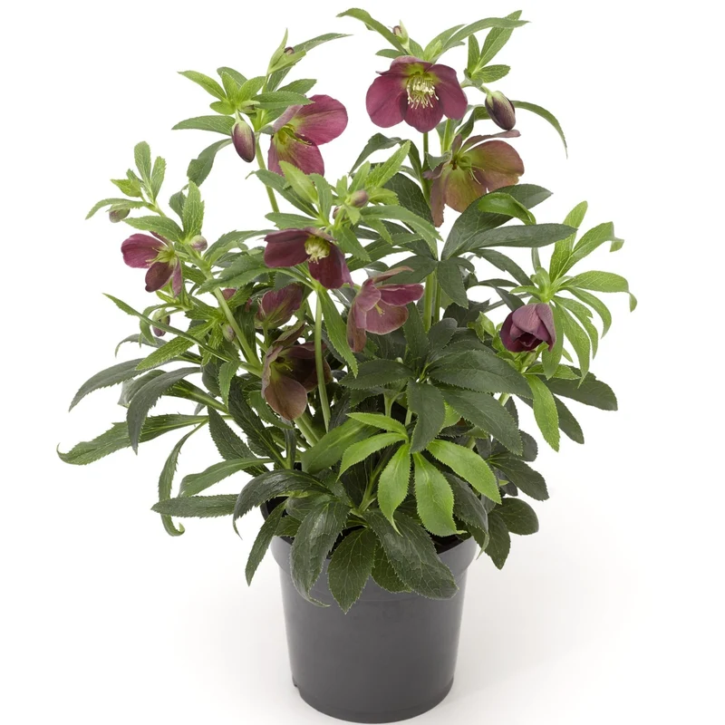Lenzrose 'Halcyon'
