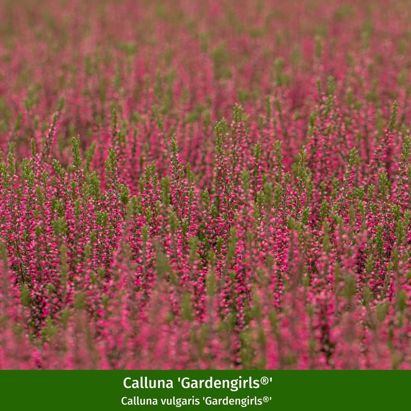 Besenheide-Set 'Gardengirls®'