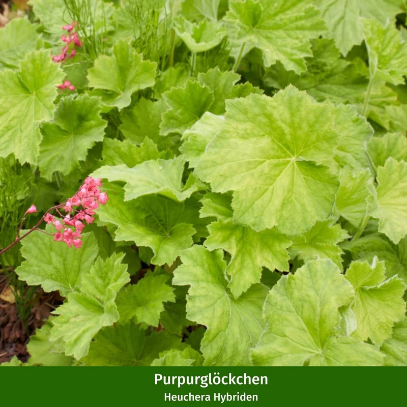 Balkonblumen "Frühlings-Flirt"