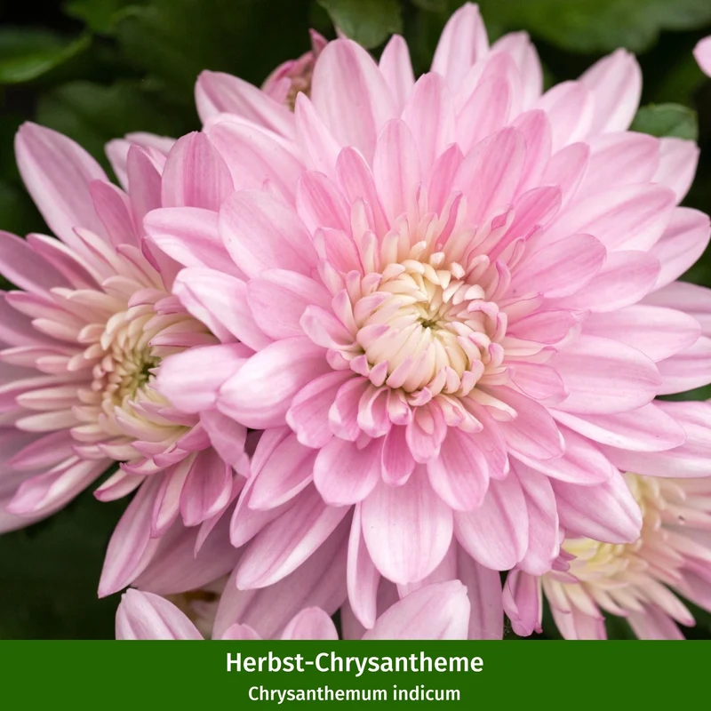 Balkonblumen "Bepflanzung in Rosatönen"