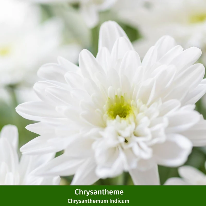 Balkonblumen "Chrysanthemenherbst"