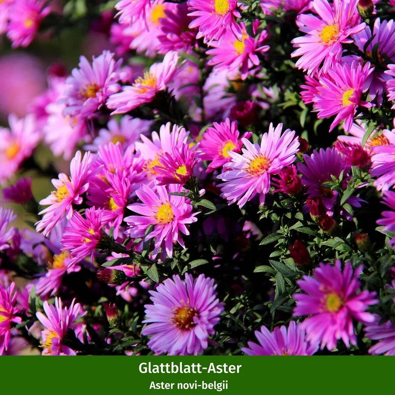 Balkonblumen "Pinkes Farbenspiel im Herbst"