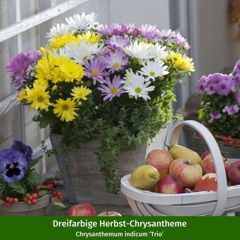 Balkonblumen "Chrysanthemen-Traum"